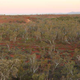 Uno de los bosques “encontrados” en Australia. TERN Ausplots